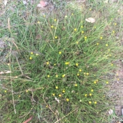 Calotis lappulacea at Yarralumla, ACT - 2 May 2021