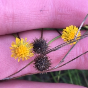 Calotis lappulacea at Yarralumla, ACT - 2 May 2021