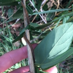 Lonicera japonica at Yarralumla, ACT - 2 May 2021