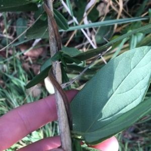 Lonicera japonica at Yarralumla, ACT - 2 May 2021