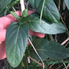 Lonicera japonica at Yarralumla, ACT - 2 May 2021 11:05 AM