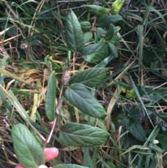 Lonicera japonica at Yarralumla, ACT - 2 May 2021