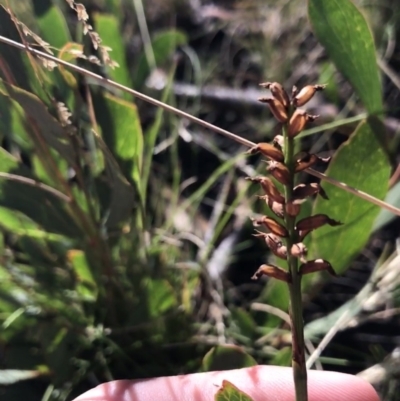 Microtis sp. (Onion Orchid) at Cotter River, ACT - 25 Apr 2021 by Tapirlord
