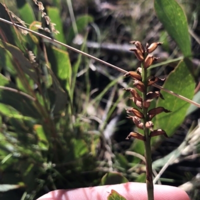 Microtis sp. (Onion Orchid) at Cotter River, ACT - 24 Apr 2021 by Tapirlord