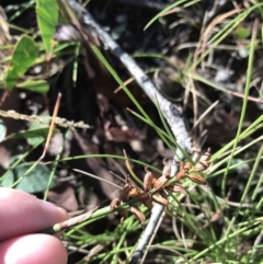 Microtis sp. at Cotter River, ACT - suppressed