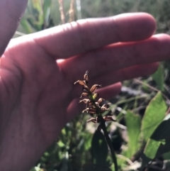 Microtis sp. at Cotter River, ACT - suppressed