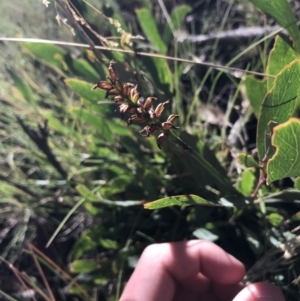 Microtis sp. at Cotter River, ACT - suppressed