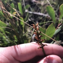 Microtis sp. at Cotter River, ACT - suppressed