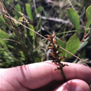 Microtis sp. at Cotter River, ACT - suppressed