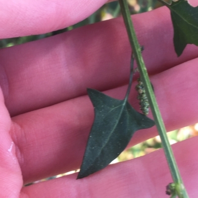 Einadia trigonos (Fishweed) at Turner, ACT - 1 May 2021 by NedJohnston