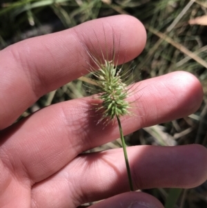 Echinopogon ovatus at Cotter River, ACT - 25 Apr 2021 10:24 AM