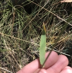 Echinopogon ovatus at Cotter River, ACT - 25 Apr 2021