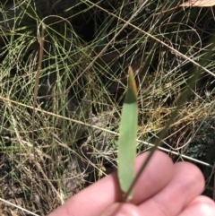 Echinopogon ovatus at Cotter River, ACT - 25 Apr 2021 10:24 AM