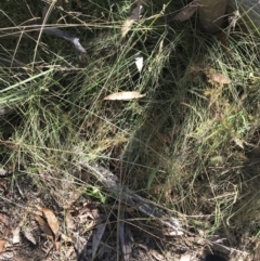 Echinopogon ovatus at Cotter River, ACT - 25 Apr 2021 10:24 AM