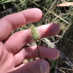 Echinopogon ovatus at Cotter River, ACT - 25 Apr 2021