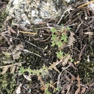 Crassula sieberiana at Cotter River, ACT - 25 Apr 2021 10:28 AM