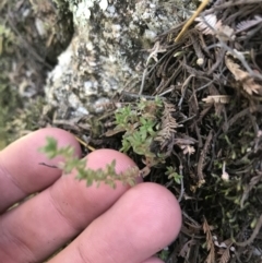 Crassula sieberiana at Cotter River, ACT - 25 Apr 2021