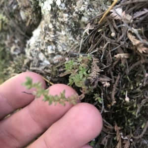 Crassula sieberiana at Cotter River, ACT - 25 Apr 2021 10:28 AM