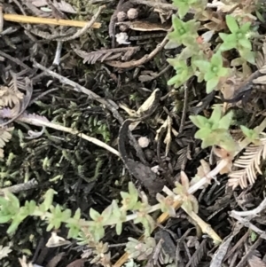 Crassula sieberiana at Cotter River, ACT - 25 Apr 2021 10:28 AM