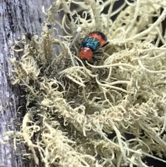 Dicranolaius bellulus (Red and Blue Pollen Beetle) at Cotter River, ACT - 25 Apr 2021 by Tapirlord