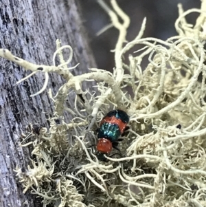 Dicranolaius bellulus at Cotter River, ACT - 25 Apr 2021