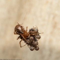 Cryptachaea veruculata (Diamondback comb-footed spider) at Black Mountain - 3 May 2021 by Roger