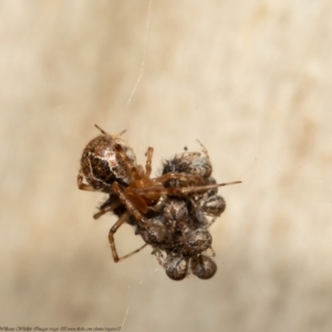 Cryptachaea veruculata at Bruce, ACT - 3 May 2021