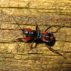 Ectomocoris patricius at Flynn, ACT - 4 May 2021 03:42 PM