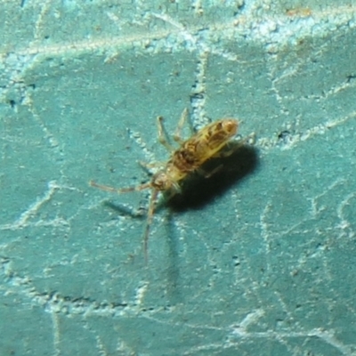 Collembola sp. (class) (Springtail) at Flynn, ACT - 4 May 2021 by Christine