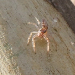 Arasia mollicoma (Flat-white Jumping Spider) at Kambah, ACT - 3 May 2021 by Christine