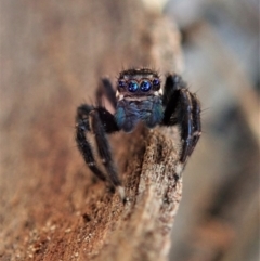 Jotus auripes (Jumping spider) at Aranda Bushland - 30 Apr 2021 by CathB