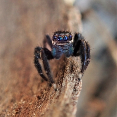 Jotus auripes (Jumping spider) at Aranda, ACT - 30 Apr 2021 by CathB