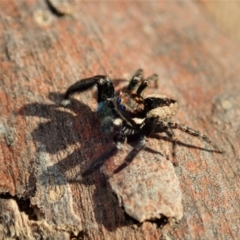 Jotus auripes at Aranda, ACT - 30 Apr 2021 04:08 PM