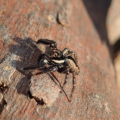 Jotus auripes at Aranda, ACT - 30 Apr 2021 04:08 PM