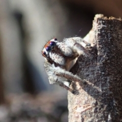 Maratus calcitrans (Kicking peacock spider) at Aranda Bushland - 1 May 2021 by CathB