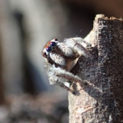 Maratus calcitrans (Kicking peacock spider) at Holt, ACT - 1 May 2021 by CathB