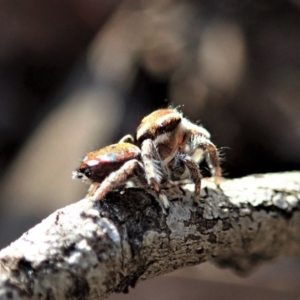 Maratus calcitrans at Holt, ACT - suppressed