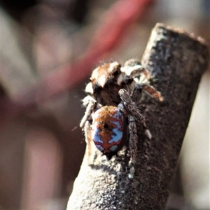 Maratus calcitrans at Holt, ACT - suppressed