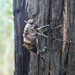 Boreoides subulatus (Wingless Soldier Fly) at Holt, ACT - 1 May 2021 by CathB