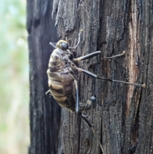 Boreoides subulatus at Holt, ACT - 1 May 2021 04:10 PM