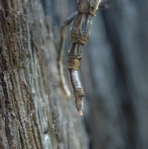 Boreoides subulatus at Holt, ACT - 1 May 2021 04:10 PM