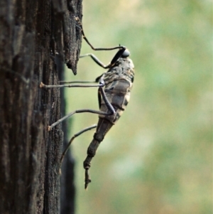 Boreoides subulatus at Holt, ACT - 1 May 2021 04:10 PM