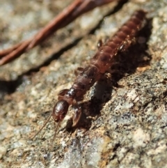 Embioptera sp. (order) at Cook, ACT - 2 May 2021