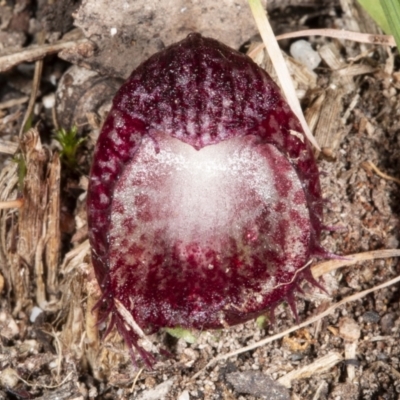 Corysanthes hispida (Bristly Helmet Orchid) at Tidbinbilla Nature Reserve - 3 May 2021 by DerekC