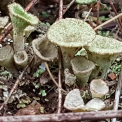 Cladonia sp. (genus) (Cup Lichen) at Latham, ACT - 4 May 2021 by trevorpreston