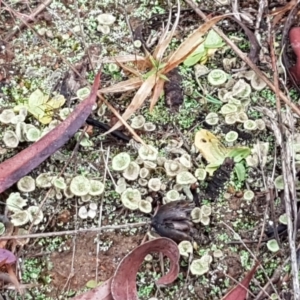 Cladonia sp. (genus) at Latham, ACT - 4 May 2021