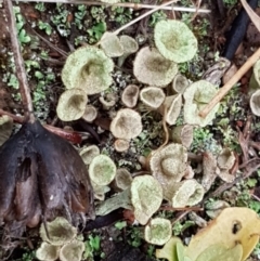Cladonia sp. (genus) at Latham, ACT - 4 May 2021