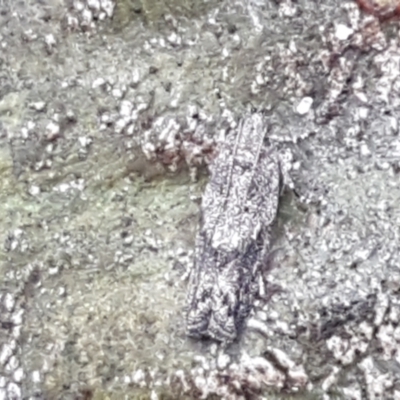 Olethreutinae (subfamily) (Unidentified leaf roller) at Latham, ACT - 4 May 2021 by trevorpreston