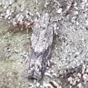 Olethreutinae (subfamily) at Latham, ACT - 4 May 2021
