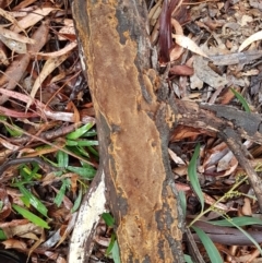 Phellinus sp. (resupinate) at Latham, ACT - 4 May 2021 by tpreston